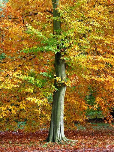 maple tree