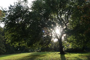 riverbend tree