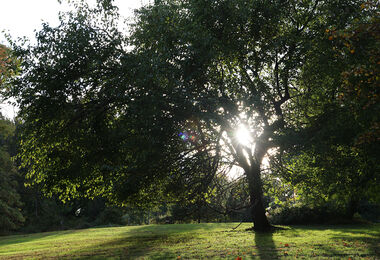 riverbend tree