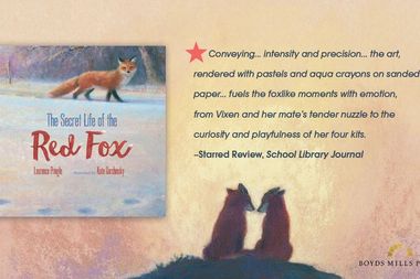 14red fox review2