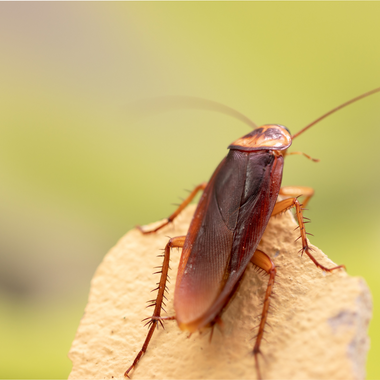 66d8adcf3d225ccfda814f8e 667c70603ee7f225615f8d59 american 20cockroach