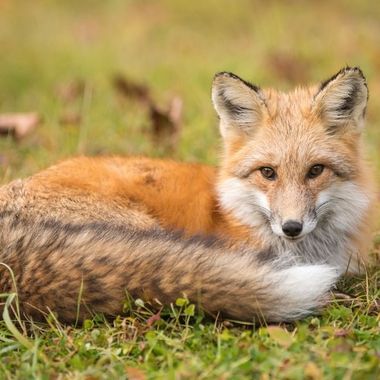killingworth fox facts